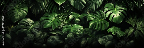 lush green foliage of a tropical jungle plant creates a dense and vibrant natural background with dark shadowy areas. Isolated on black background