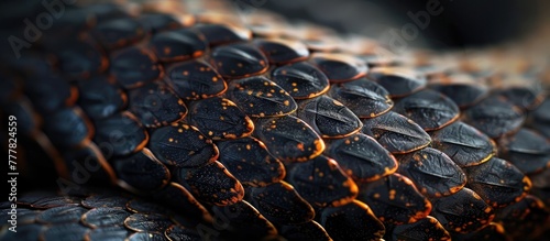 Snake Skin Texture An Armor of Overlapping Scales Offering Protection and Flexibility in the Wild photo