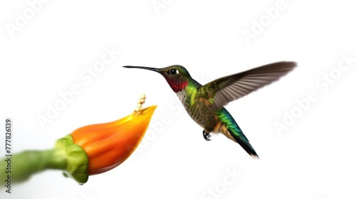 Anna's Hummingbird in Flight, Color Image photo