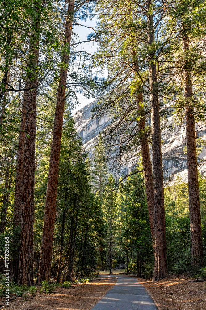 Trail htorugh pines and redwood in Yosemite National Park, CA, USA Trail htorugh pines and redwood in Yosemite National Park, CA, USA