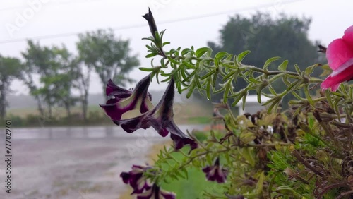 flowers in rainstorm