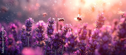 Ethereal Lavender Field Comes Alive with Buzzing Insects