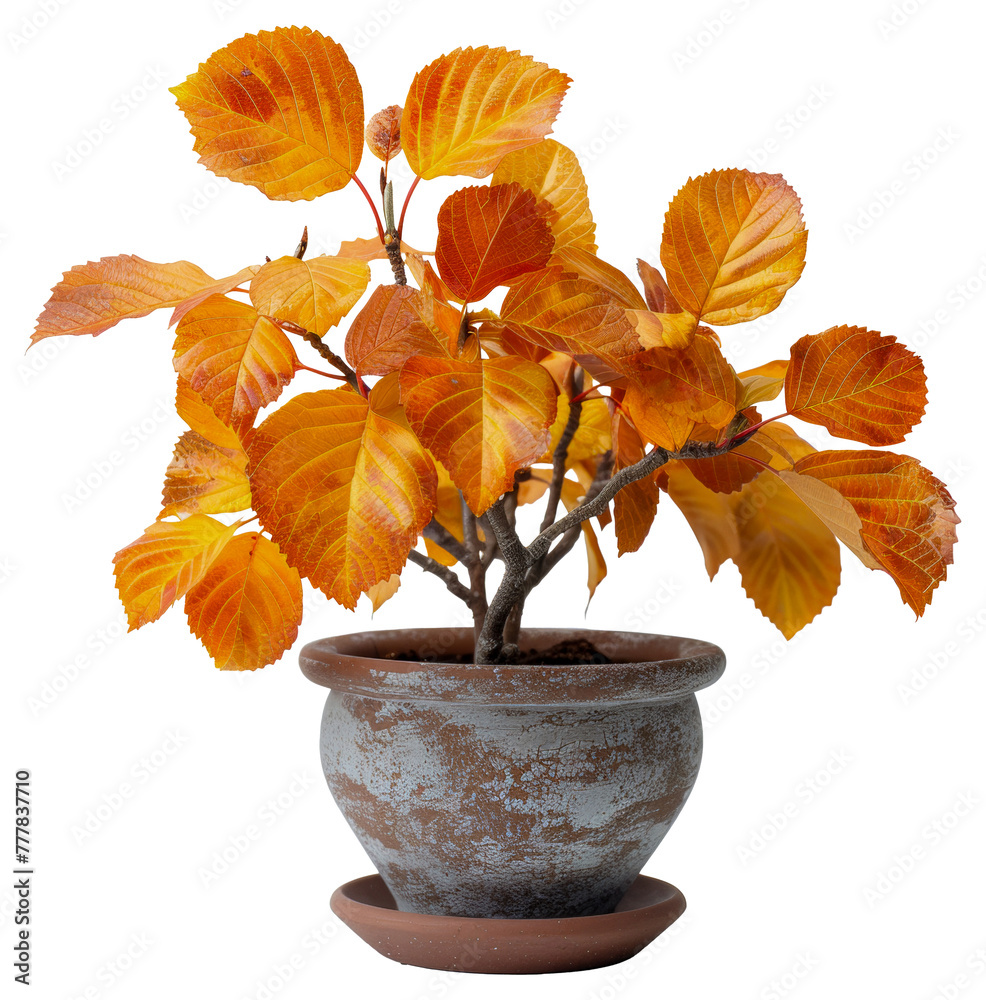 Φωτογραφία A small potted plant with orange leaves sits in a brown pot, cut out - stock png