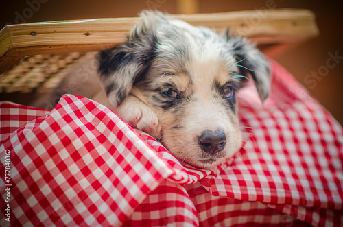 border collie puppy 