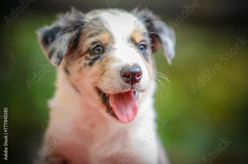 border collie puppy 