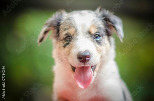border collie puppy 