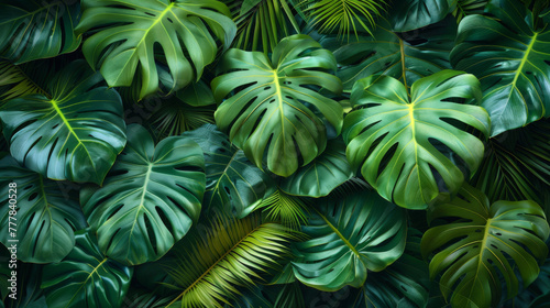 Group background of dark green tropical leaves ( monstera, palm, coconut leaf, fern, palm leaf,bananaleaf) Panorama background. concept of nature.