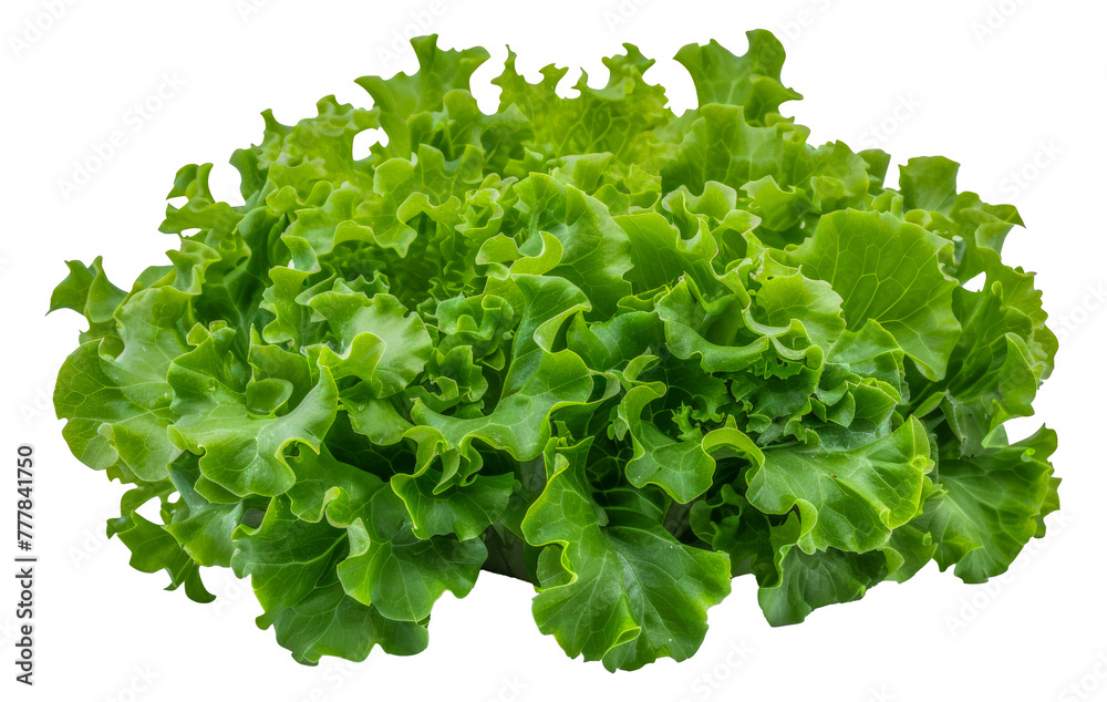 Obraz premium A bunch of green lettuce, cut out - stock png.