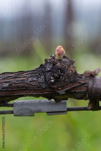 Springtime Cabernet Bud Break