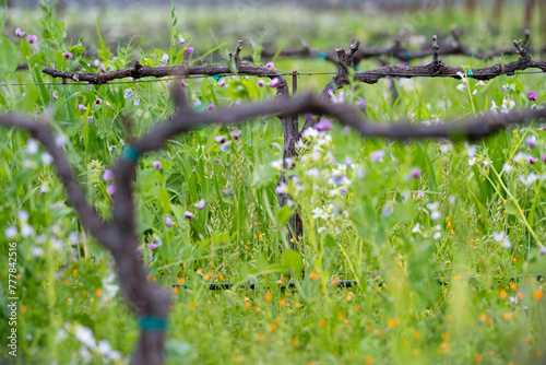 Springtime Vineyard Bud Break