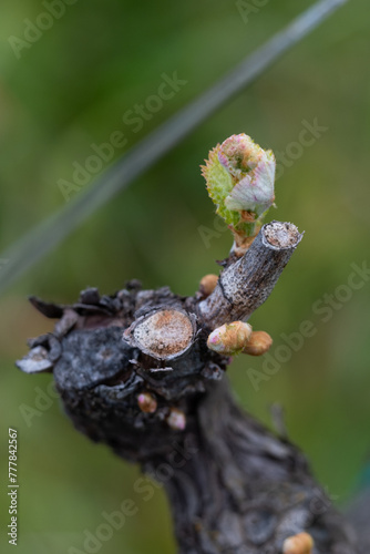 Springtime Vineyard Bud Break