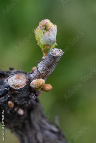 Springtime Vineyard Bud Break