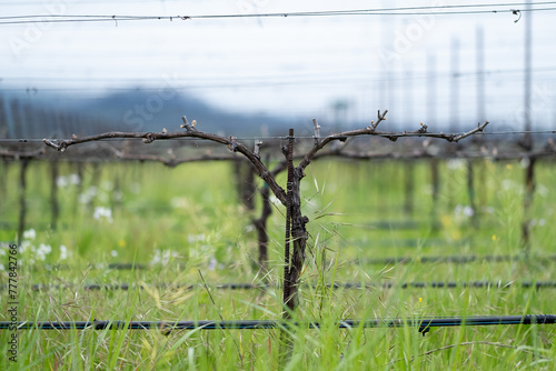 Springtime Vineyard Bud Break