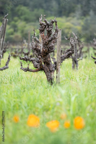 Old Vine Zinfandel 