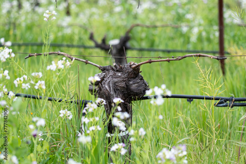 Springtime Vineyard Bud Break