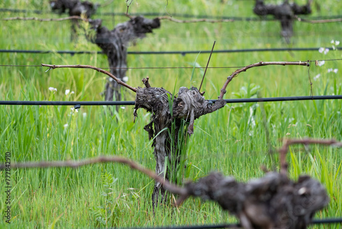 Springtime Vineyard Bud Break