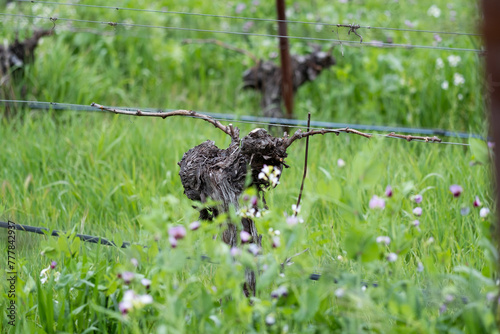 Springtime Cabernet Bud Break