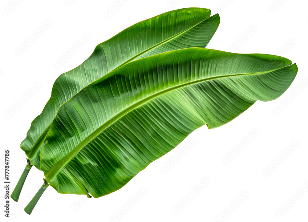 Fototapeta premium Two green leaves of a banana plant, cut out - stock png.