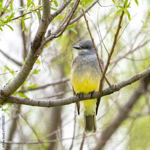 A Cassin's kingbird perched in a tree. photo