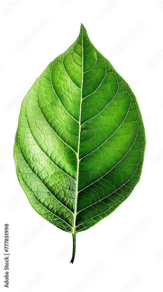 Obraz premium A leaf is shown in its natural form, with a green color and a slightly textured surface. The leaf is the main focus of the image, and it is a part of a larger plant or tree