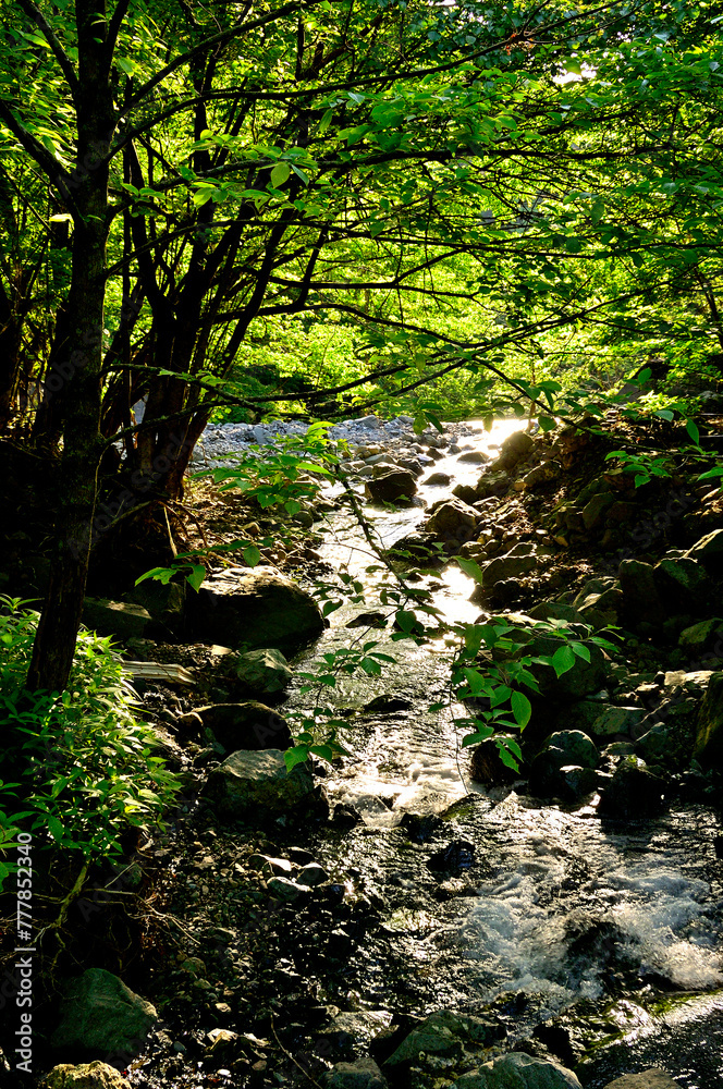 Obraz premium 丹沢 夏の塩水川 