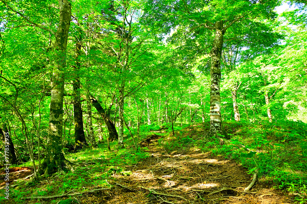 Obraz premium 丹沢の丹沢山 堂平線 初夏の森林の登山道 