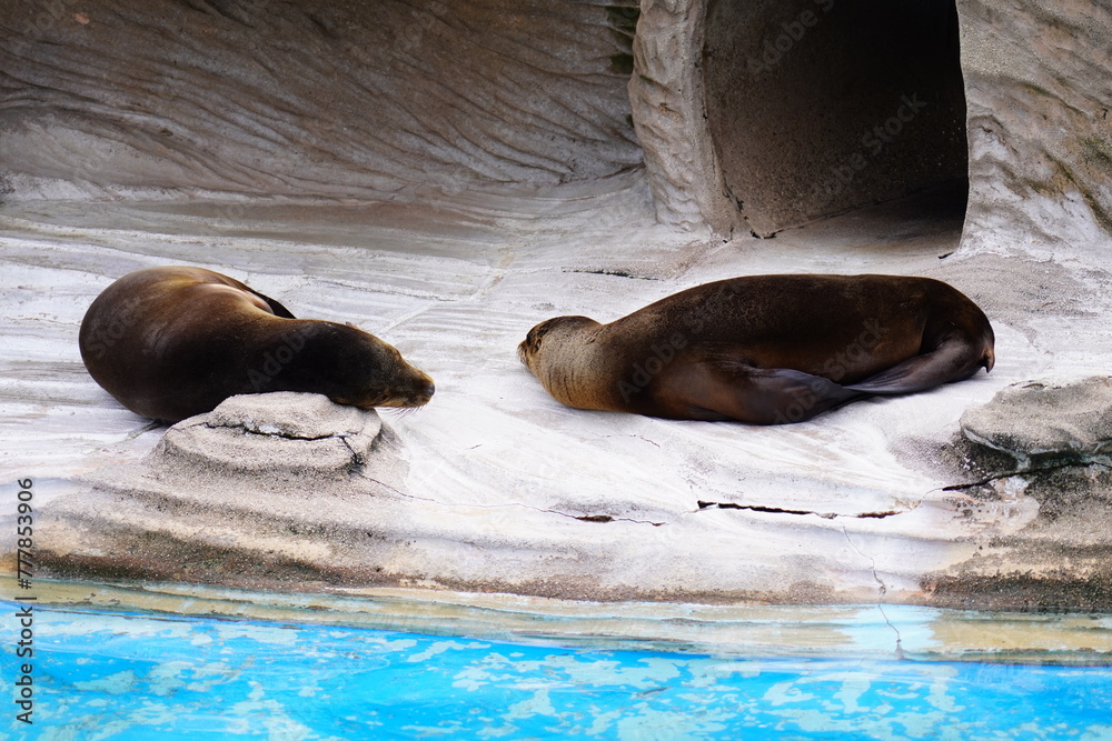 Fototapeta premium 東山動植物園の動物と草花