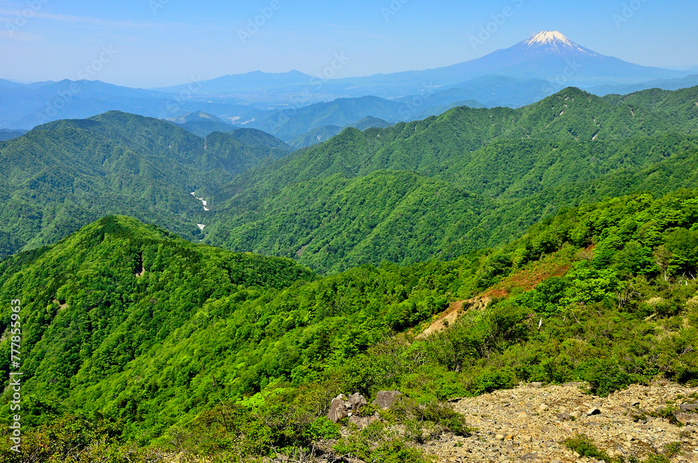 Fototapeta premium 丹沢山地の不動ノ峰から望む 緑の山地と富士山
