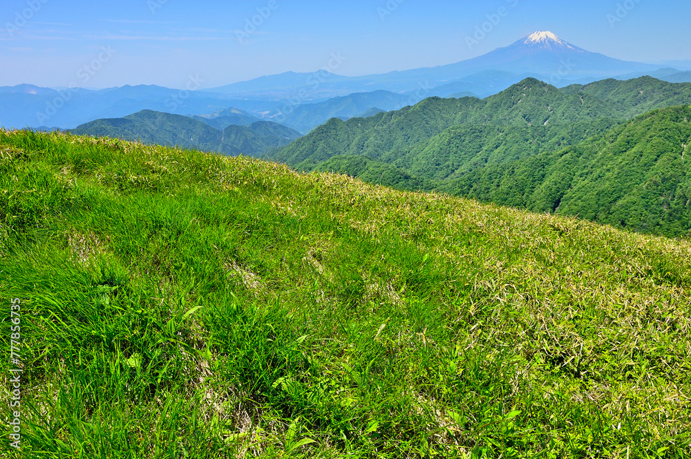 丹沢山地の棚沢ノ頭山頂より　草原の向こうに聳える初夏の富士山
