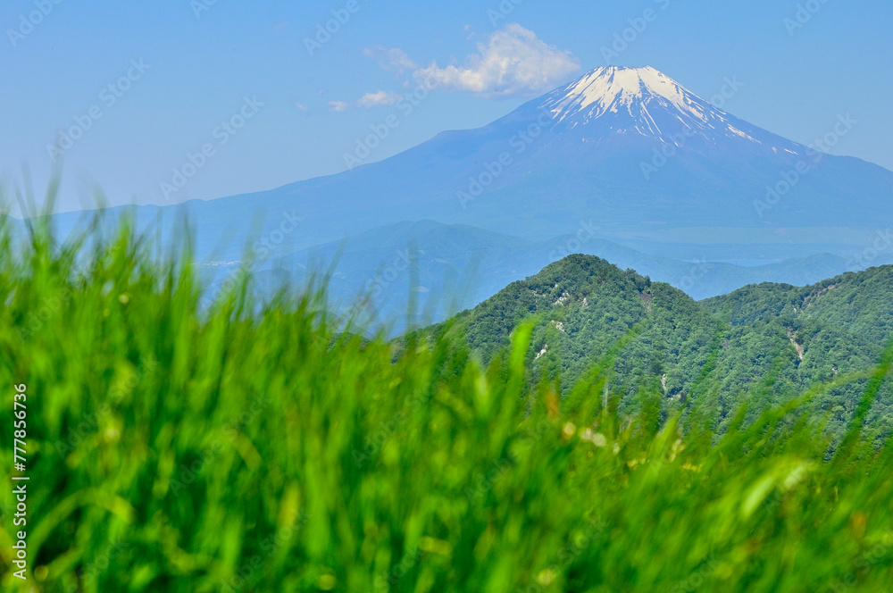 Naklejka premium 丹沢山地の棚沢ノ頭山頂より 草原の向こうに聳える初夏の富士山 