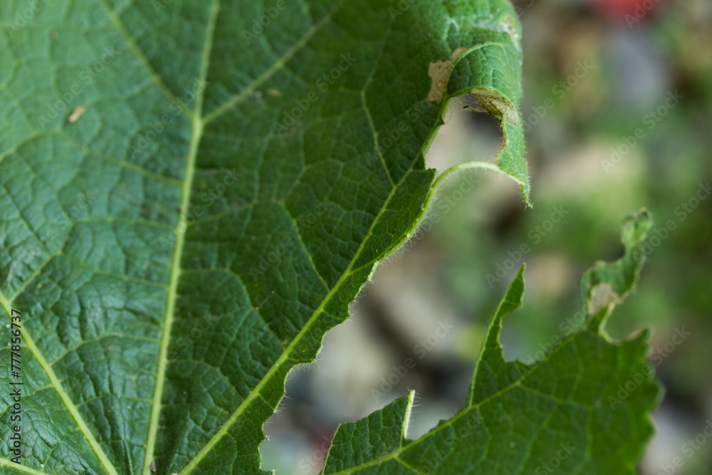 Photograph of green leaves bitten by a caterpillar. Concept of wildlife and insects. Photograph of green leaves bitten by a caterpillar. Concept of wildlife and insects.