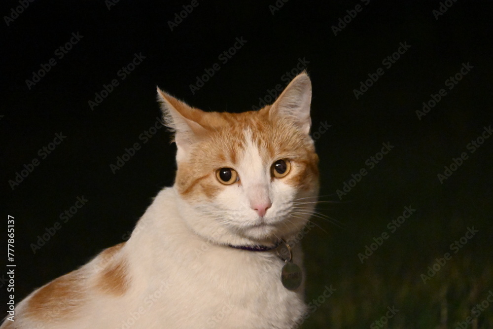 Fototapeta premium portrait of a cat