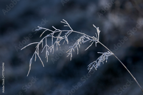 Frozen frond of wild grass photo