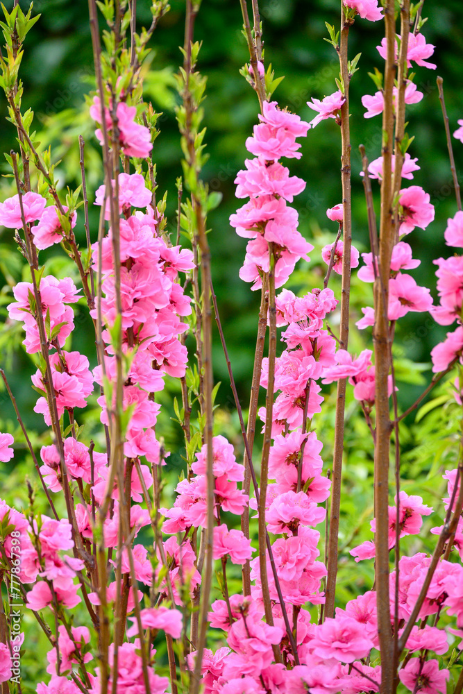 ピンク色の花びらが美しい桃の花 Stock Photo | Adobe Stock