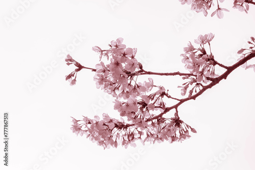 枝垂れ桜のピンクの花が風に揺られる