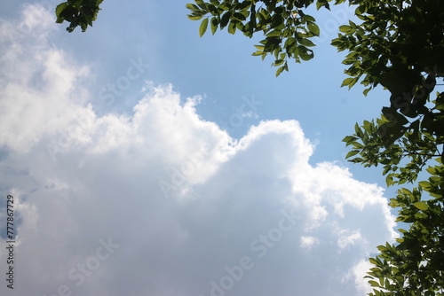 Blue sky and clouds through the branches of a tree