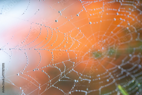 Dewy spider web macro photo