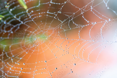 Dewy spider web macro photo