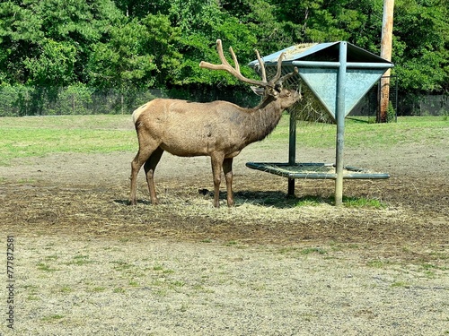 Six Flags Wild Safari America Roosevelt Elk © Daniel