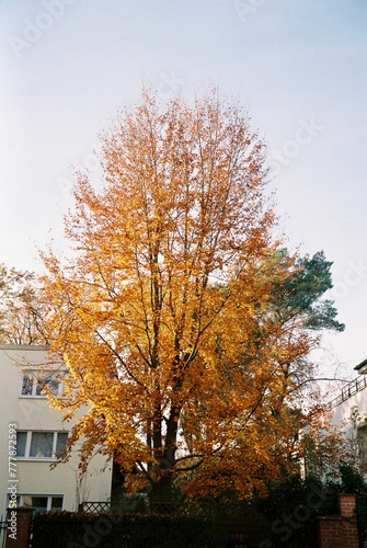 A tree in autumn.