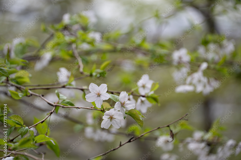 桜 桜