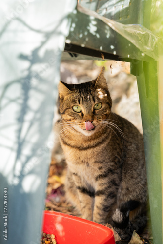 Cat with liking whiskers photo