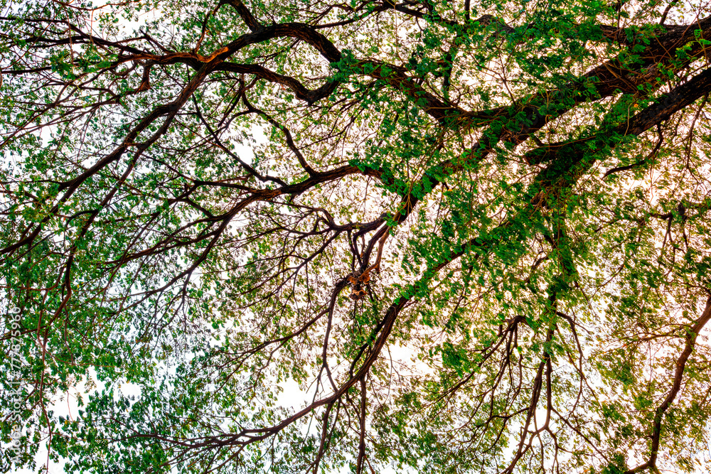 Mixed forest, green deciduous trees The rich natural ecosystem of the rainforest concept is about conservation and natural reforestation. Mixed forest, green deciduous trees The rich natural ecosystem of the rainforest concept is about conservation and natural reforestation.