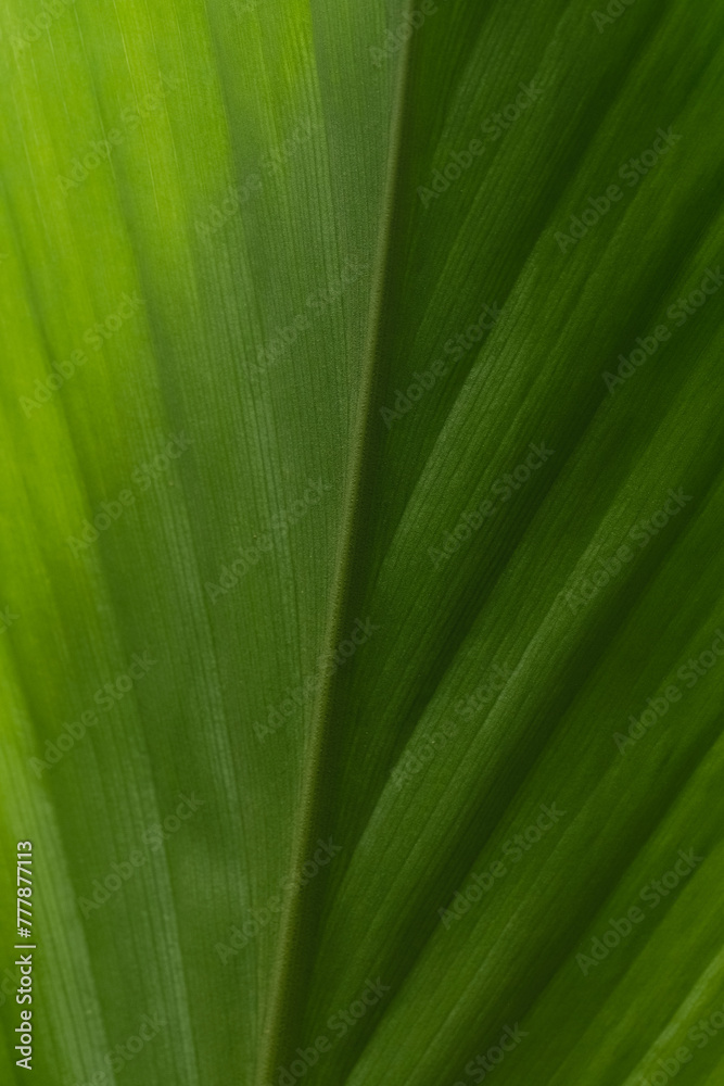 green natural leaf background green natural leaf background