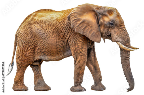 A large elephant with a long trunk is walking  cut out - stock png.