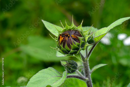 Buds of common sunflower (helianthus annuus) in field