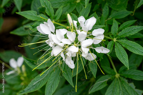 White flowering spiny spider flower (cleome spinosa) in garden