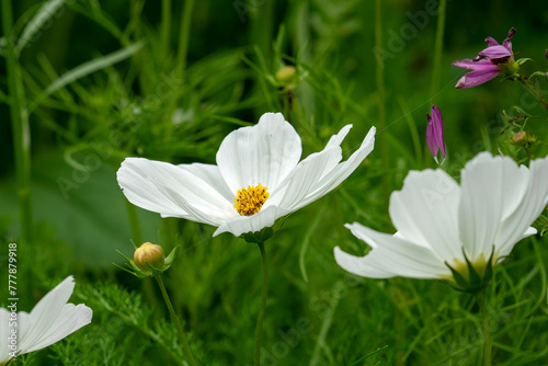 White cosmos (c. bipinnatus) with yellow centre in meadow