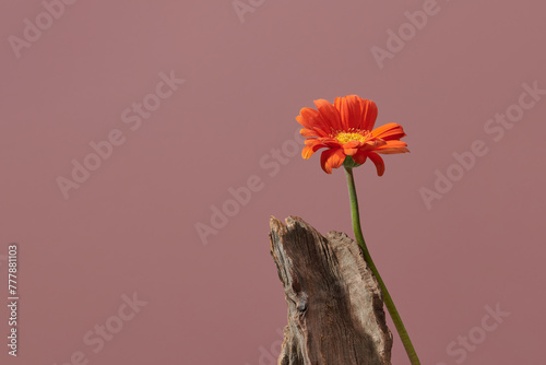 beautiful gerbera red daisy flower on pink background photo