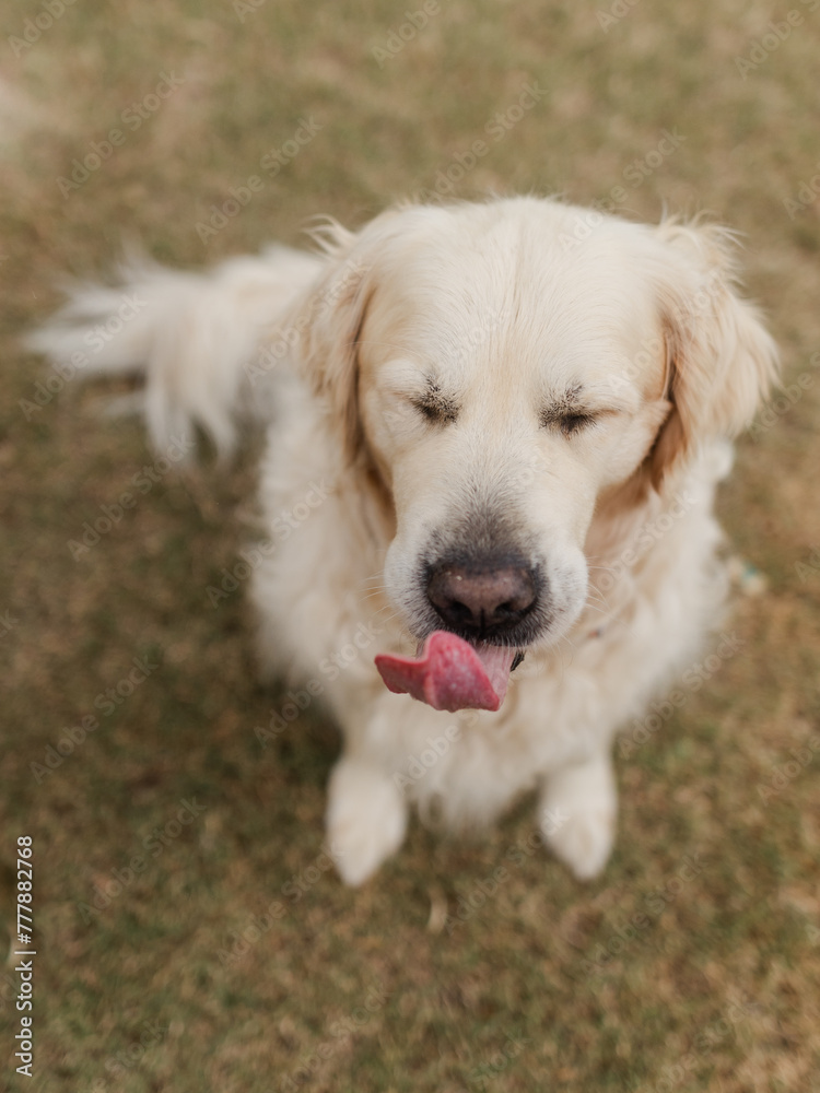 Wide angle overhead portrait of golden retriever Wide angle overhead portrait of golden retriever